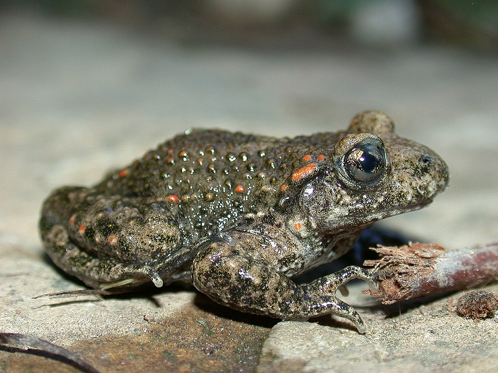 Découverte des amphibiens